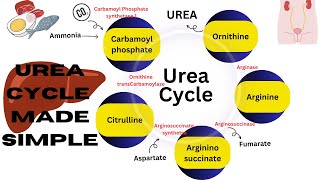 Urea cycle made simple  amino acid metabolism  ornithine cycle biochemistry biochemistrynotes [upl. by Euhsoj218]