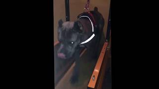 Cane Corso training on Firepaw Dog Treadmill [upl. by Amy]