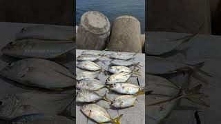 Sabiki fishing 🎣 watch end shorts fishing gtfishing sabiki [upl. by Gambrill648]