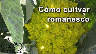 Como se cultiva el romanesco [upl. by Asiral]