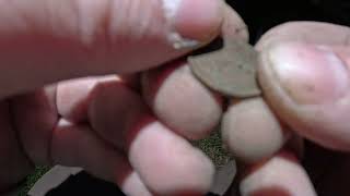 Finding coppers by the old tree Video 2 of 3 [upl. by Etnom]