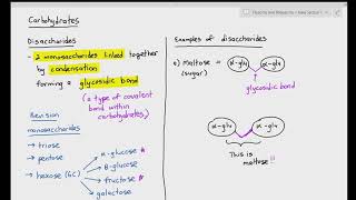 24 Disaccharides  Maltose amp Sucrose Cambridge International AS amp A Level Biology [upl. by Acirdna]