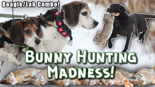 Beagles Run Labs Retrieve Crazy Day Bunny Hunting with Dogs [upl. by Ravi772]