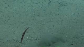 Methane Bubbles at Bubbly Gulch [upl. by Elka]