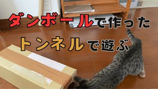 レモン（猫）とダンボールで作ったトンネルで遊ぶ はれときどきレモン [upl. by Tran]