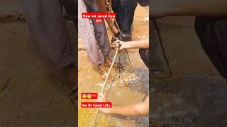 How vet saved life of CowRumen lavage shortsviral shorts short trendingshorts trending [upl. by Pippas]