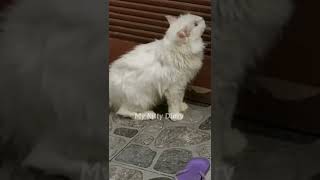 Gangguin Kucingmu Pakai Video Ini  Suara Kucing Betina Birahi [upl. by Yelrac]