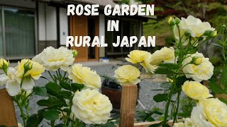 I Started a Rose Garden in Rural Japan  How I Built a Trellis For Climbing Roses [upl. by Malinda355]