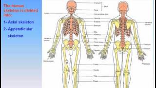 06The Skeleton1Parts of The Skeleton Anatomy Intro Dr Ahmed Kamal [upl. by Ochs]