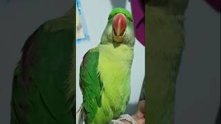 parrotnaturalparrotsoundshortvideo [upl. by Ana]