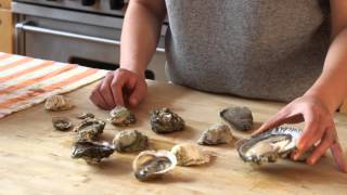 Understanding Types of Oysters [upl. by Loring]