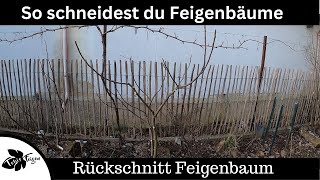 Feigenbäume schneiden  Formschnitt bei Feigen  Feigen zurückschneiden [upl. by Scot168]