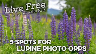 5 Spots for Lupine Photos Live Free with Kris [upl. by Soluk372]