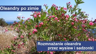 Oleandry po zimie  przesadzanie i rozmnażanie oleandra przez wysiew i sadzonki [upl. by Ute338]