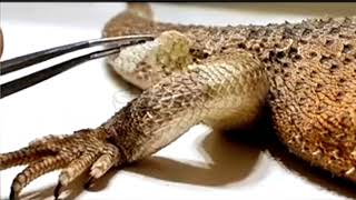 Molting Bearded Dragon SHED•REMOVAL  SATISFYING VIDEO  ChuckNorrizBeardedDragons stayrad [upl. by Haya]