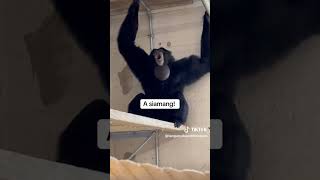 Have you heard this sound before siamang siamangs ape animalnoises coolanimals [upl. by Annyrb464]