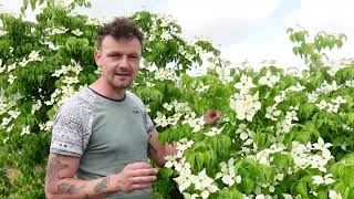 Cornus kousa informatie en snoeien Japanse kornoelje [upl. by Gennifer822]