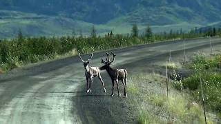 Caribou Reindeer At Dempster Highway Yukon Canada [upl. by Yeaton]