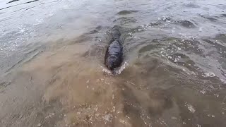 This Rare Video Captures The Terrifying Moment A Rabid Beaver Attacks Me In The River [upl. by Quigley]