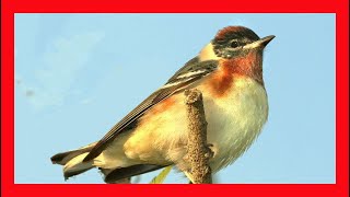 Baybreasted Warbler Song Baybreasted Warbler Call  Reinita Castaña Canto  Setophaga Castanea [upl. by Riplex]