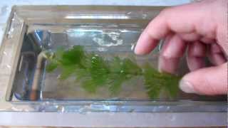 Aquarium Plant Discussion about Cabomba Aquatica Cabombaceae [upl. by Adnuhsed]