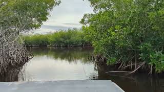 Mangrove Maze Airboat Ride Ochopee FL [upl. by Nnylassej481]