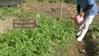 How to plant and grow coriander [upl. by Amerd]