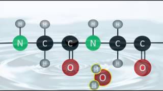 Bioquímica  Reacciones de hidrólisis y condensación [upl. by Tullus]