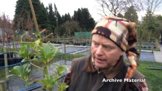 Garden Diaries 6Hollies Pruning amp training A beginners guide [upl. by Aleda]