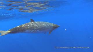 Blainvilles Beaked Whales Jan 26 2015Short Version [upl. by Toombs]