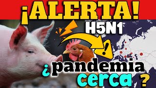 ¡ALERTA GRIPE AVIAR SE EXTIENDE DE MANERA GLOBAL Y AFECTA A CERDOS  ¿PANDEMIA CERCA [upl. by Anitsim768]