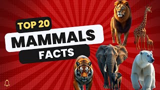 quotDiscover 20 Amazing Facts About Mammalsquot mammals top20 facts gk animals [upl. by Sajovich948]