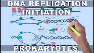 DNA Replication in Prokaryotes  Initiation [upl. by Nils]