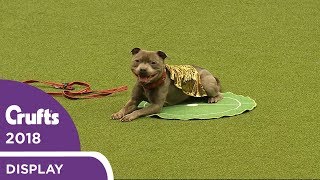 Thats Magic East Anglian Staffordshire Bull Terrier Display Team  Crufts 2018 [upl. by Fanechka]