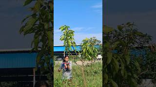 Management of fungal diseases by spraying fungicide in mango tree🌳garden horticulture shorts [upl. by Nosna987]