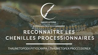 Reconnaître les chenilles processionnaires [upl. by Otineb226]