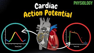 Cardiac Muscle Action Potential Automaticity ARP RRP  Heart Physiology [upl. by Aderb264]