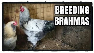 Breeding Brahma Chickens [upl. by Loftis]