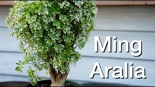 Ming Aralia Repot Daves Bonsai E240 [upl. by Adnilahs942]