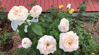 ‘Francis Meilland’ Hybrid Tea Rose [upl. by Ludovika]