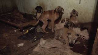 17 Dogs Rescued from Squalor [upl. by Cayla]