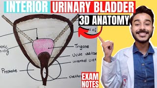 interior of urinary bladder anatomy  trigone of urinary bladder  urinary bladder interior anatomy [upl. by Aidam]