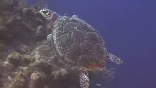 Hawksbill Sea Turtle Identification [upl. by Necyla]