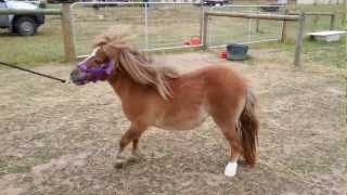 Pony with laminitis vet check [upl. by Hild]