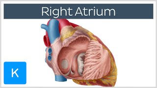 Right Atrium  Location Anatomy amp Function  Human Anatomy  Kenhub [upl. by Menon455]