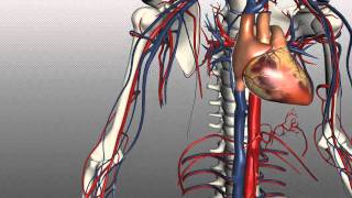 Veins of the body  PART 1  Anatomy Tutorial [upl. by Austine60]