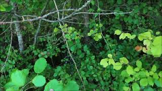 chasse a la bécasse en charente avec ianis du laurier vert [upl. by Trueblood]