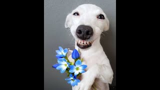 Compilation Smiling Dogs  Melt Your Heart [upl. by Yenaj]