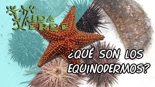 Vida Verde Presenta Los Equinodermos [upl. by Cointon705]