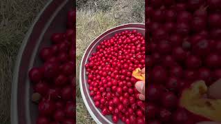 Quandong Australian native bush tucker [upl. by Masha]